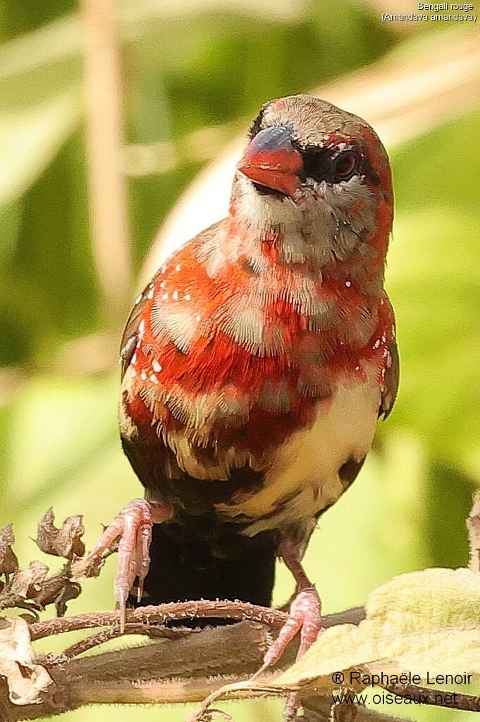 Red Avadavatadult post breeding
