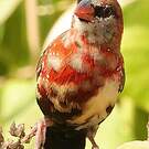 Bengali rouge