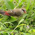 Bengali rouge