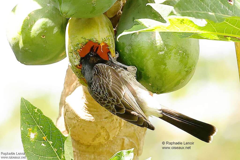 Bulbul à ventre rougeadulte, mange