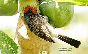 Red-vented Bulbul