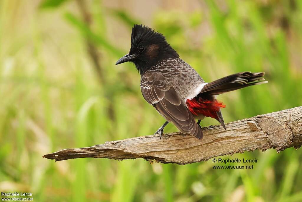 Bulbul à ventre rougeadulte, identification