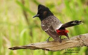 Red-vented Bulbul