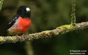 Pacific Robin