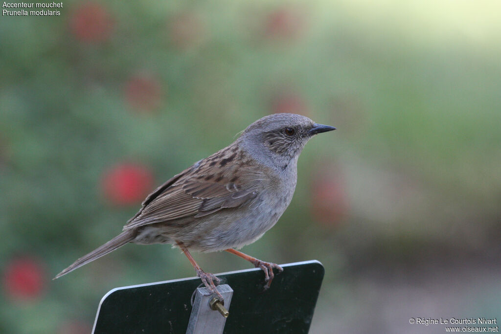 Dunnock, identification