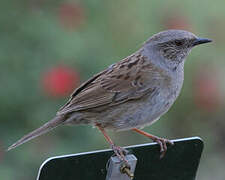 Dunnock