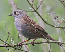 Dunnock