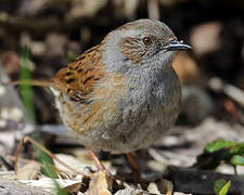 Dunnock