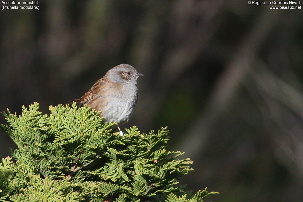 Dunnock