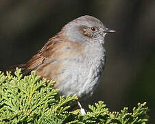 Dunnock