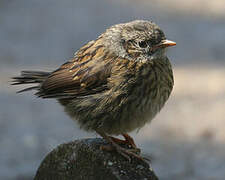 Dunnock