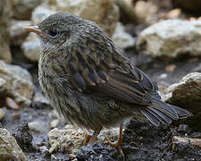 Dunnock