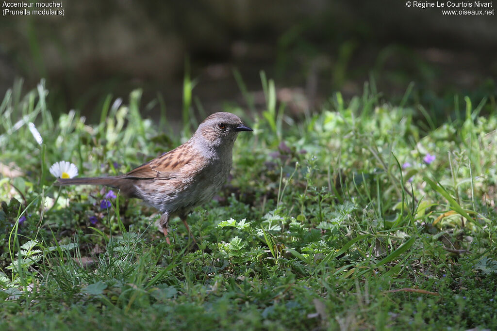 Dunnock