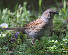 Dunnock