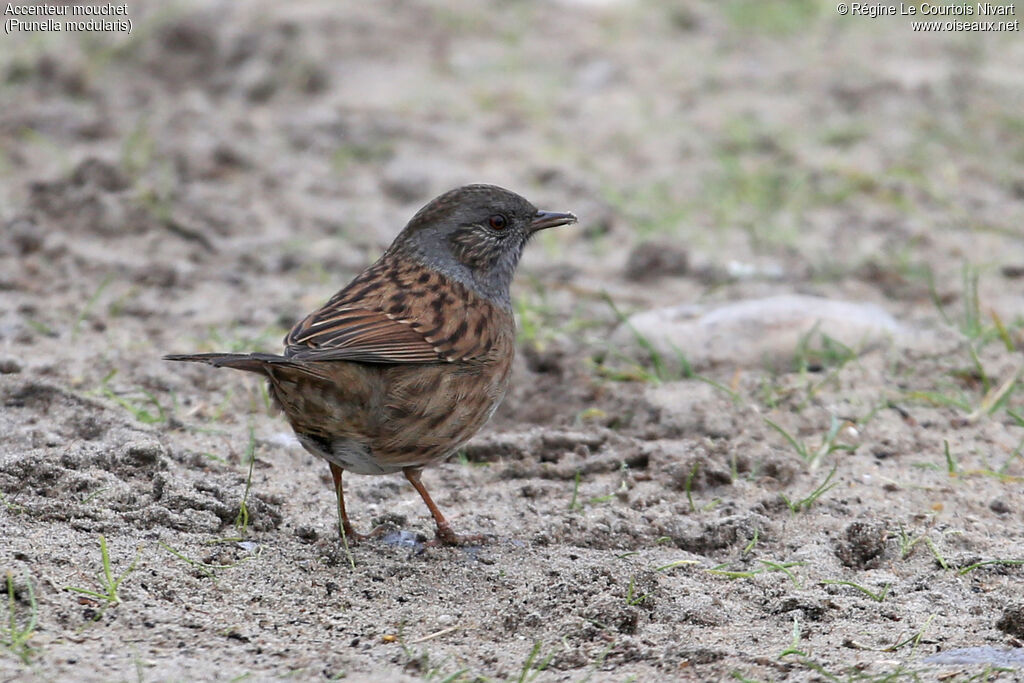 Dunnock