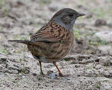 Dunnock