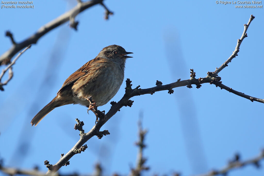 Accenteur mouchet, chant