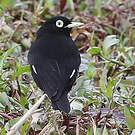 Ada clignot