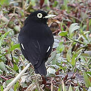 Ada clignot