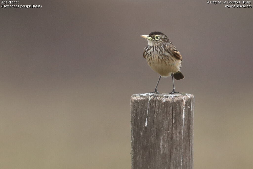 Spectacled Tyrant