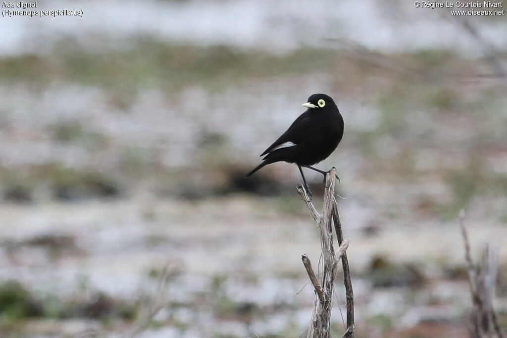 Spectacled Tyrant