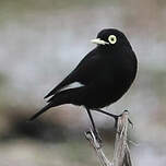 Ada clignot