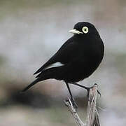Ada clignot