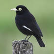 Ada clignot