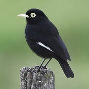 Ada clignot