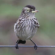 Ada clignot