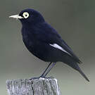 Ada clignot