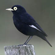 Ada clignot