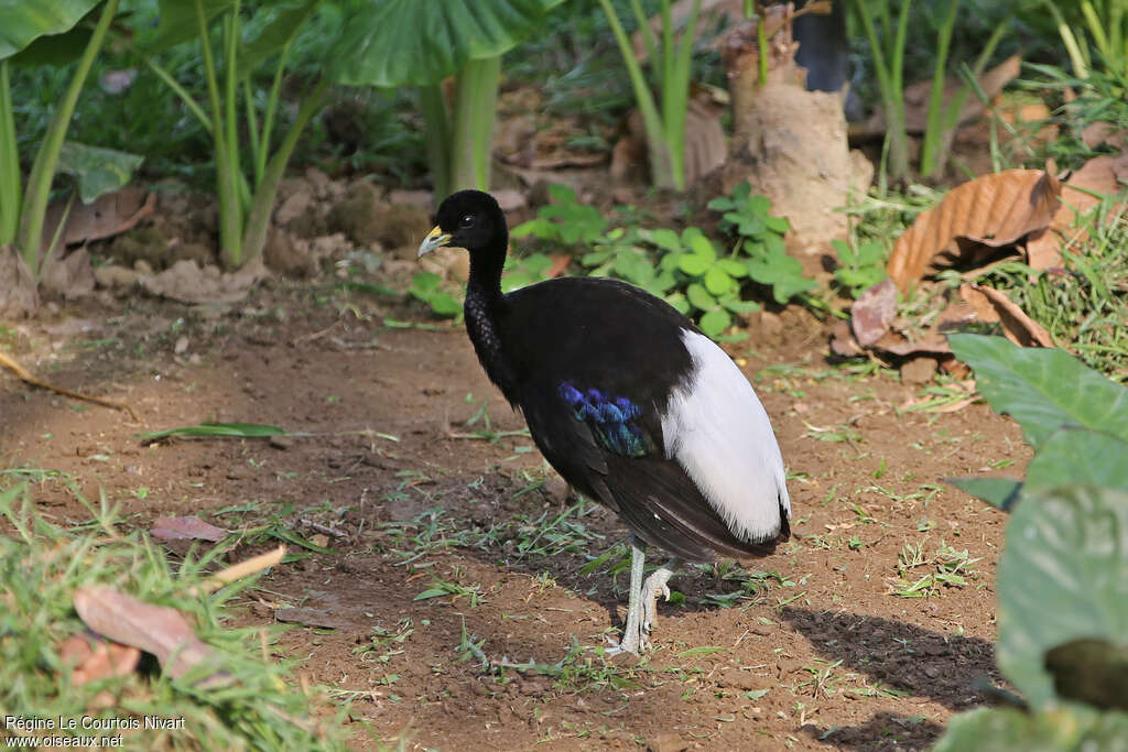 Pale-winged Trumpeteradult, identification