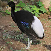 Pale-winged Trumpeter