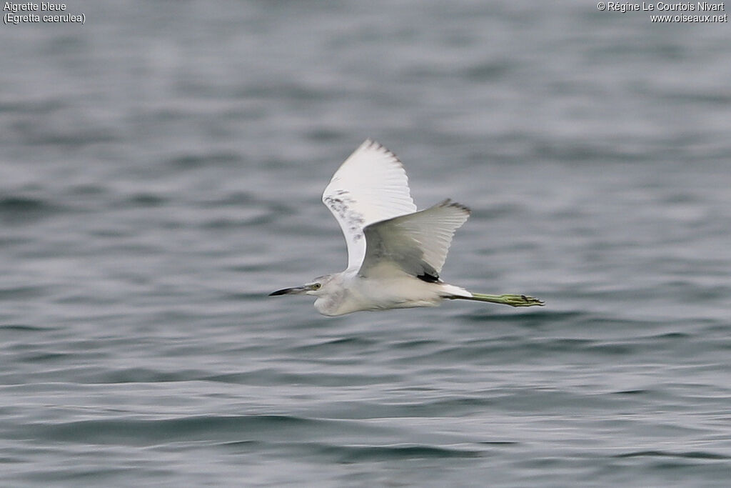 Little Blue Heronimmature, pigmentation, Flight