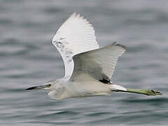 Aigrette bleue