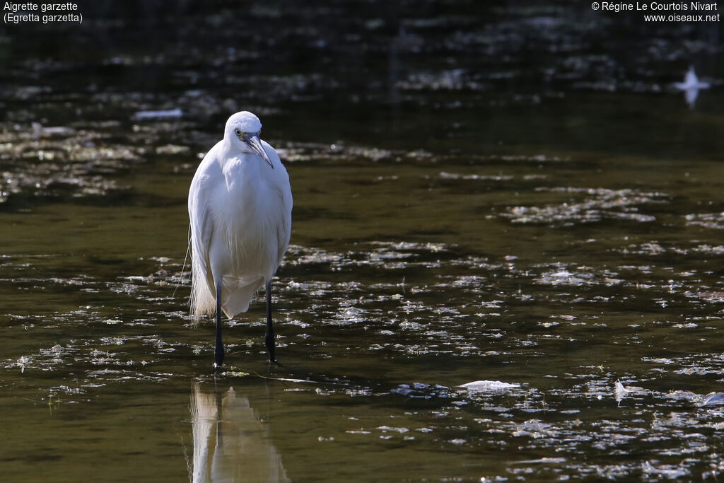 Aigrette garzette