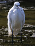 Aigrette garzette