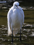 Little Egret