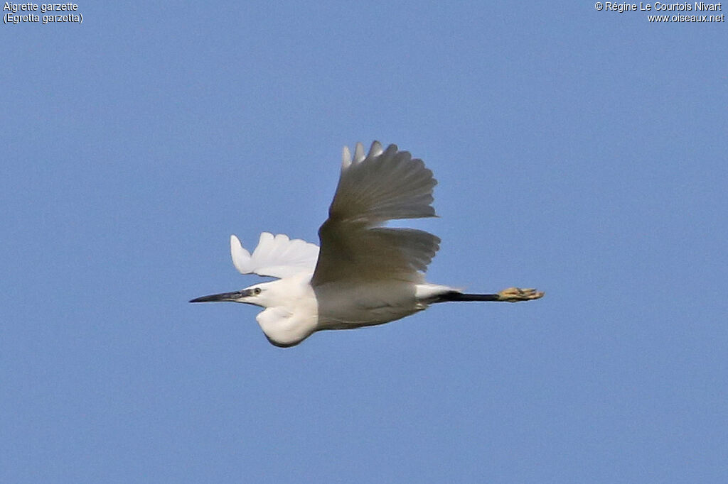 Little Egret, Flight