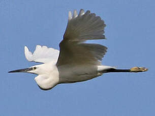 Aigrette garzette