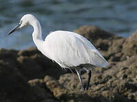 Aigrette garzette