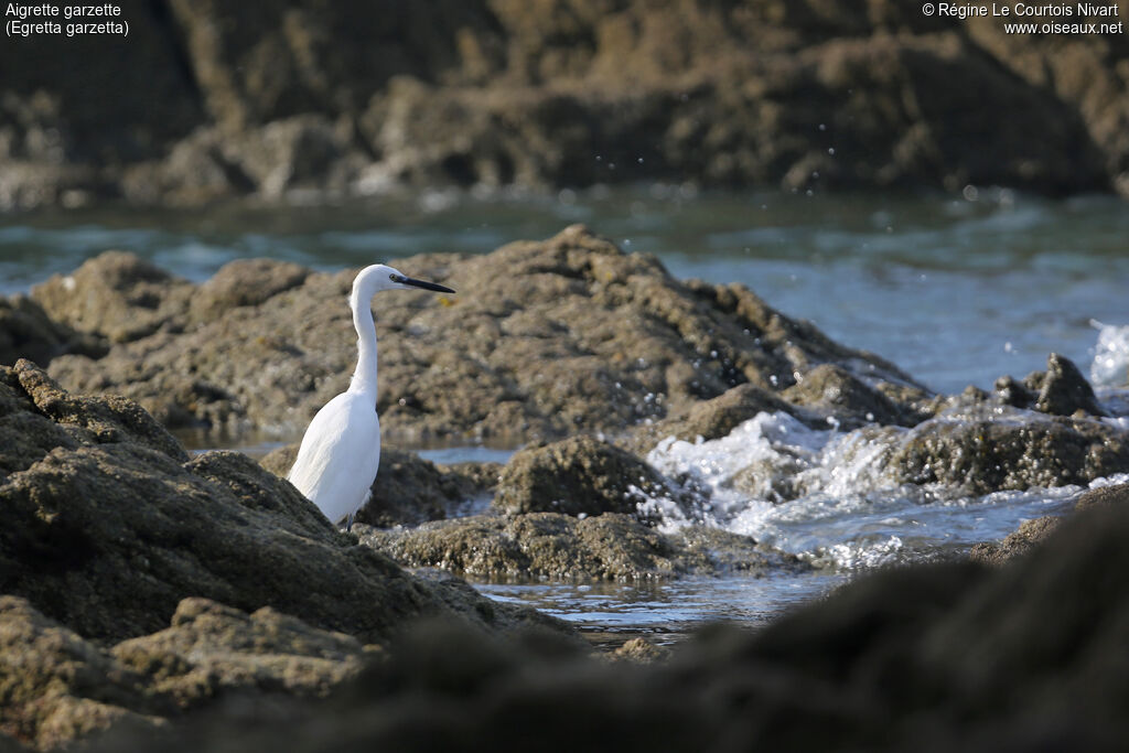 Little Egret