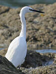 Aigrette garzette