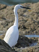 Little Egret