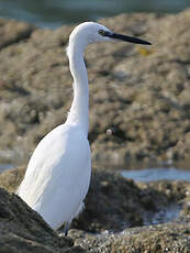 Aigrette garzette