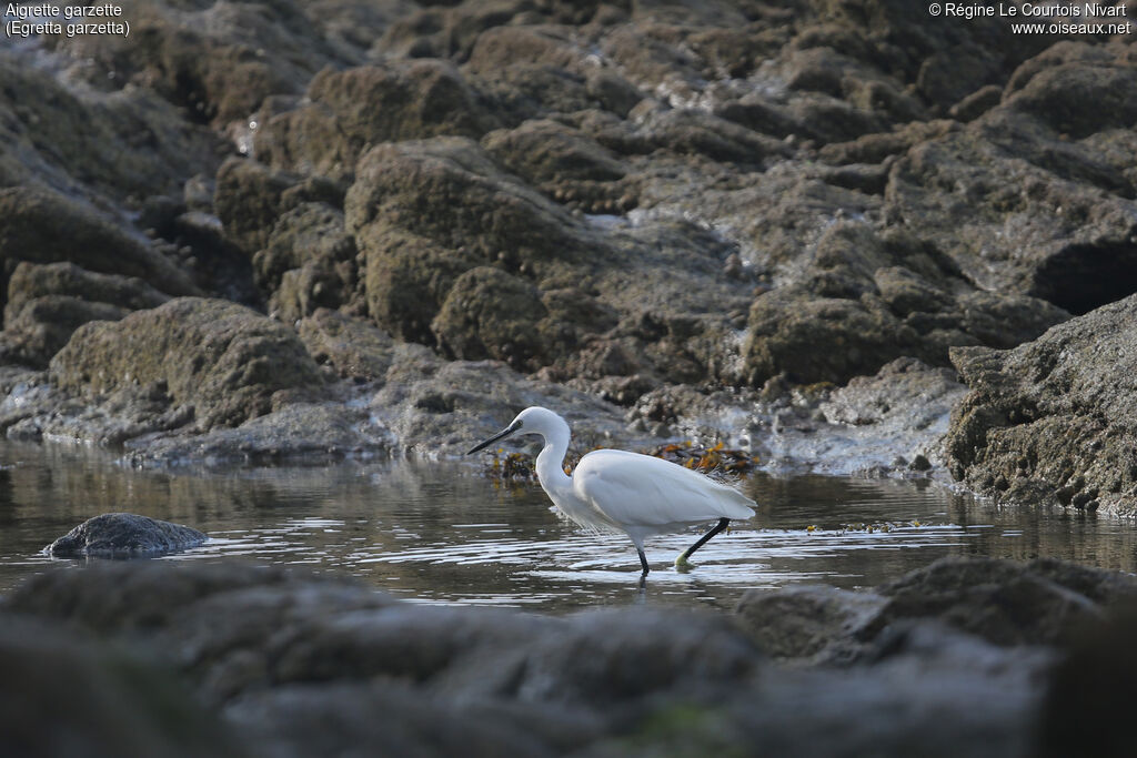 Little Egret