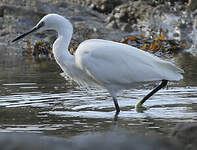 Aigrette garzette