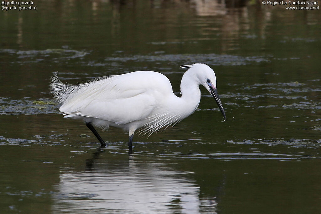 Aigrette garzetteadulte nuptial