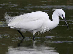 Aigrette garzette